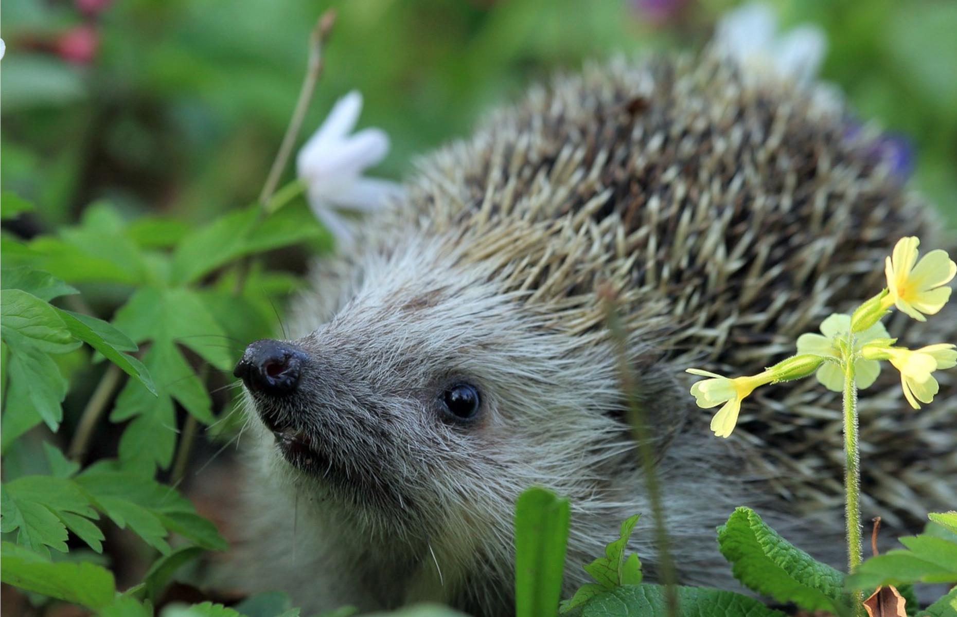 Wildlife habitats